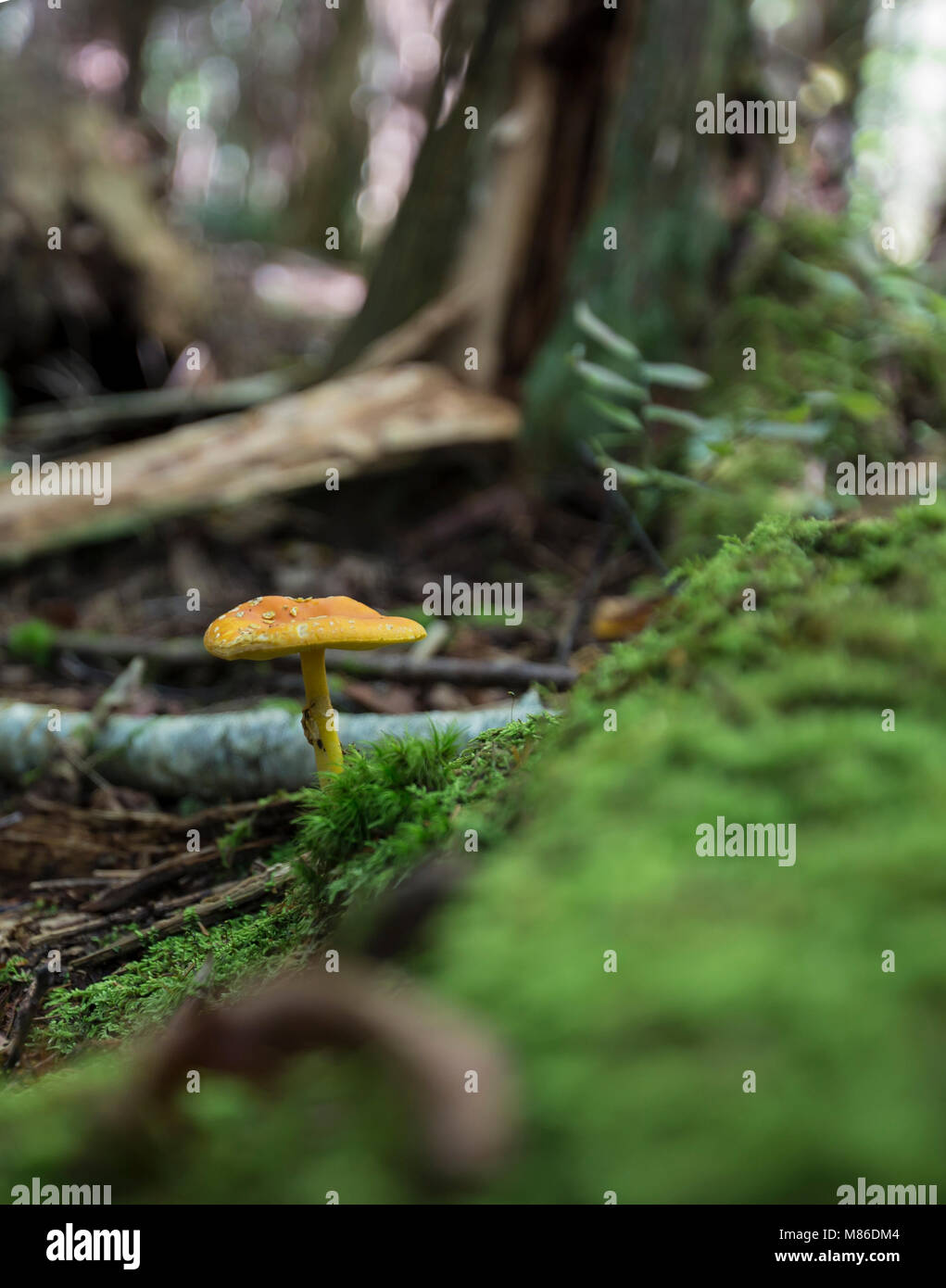 Mushroom Growing on a Forest Floor in Fall Stock Photo
