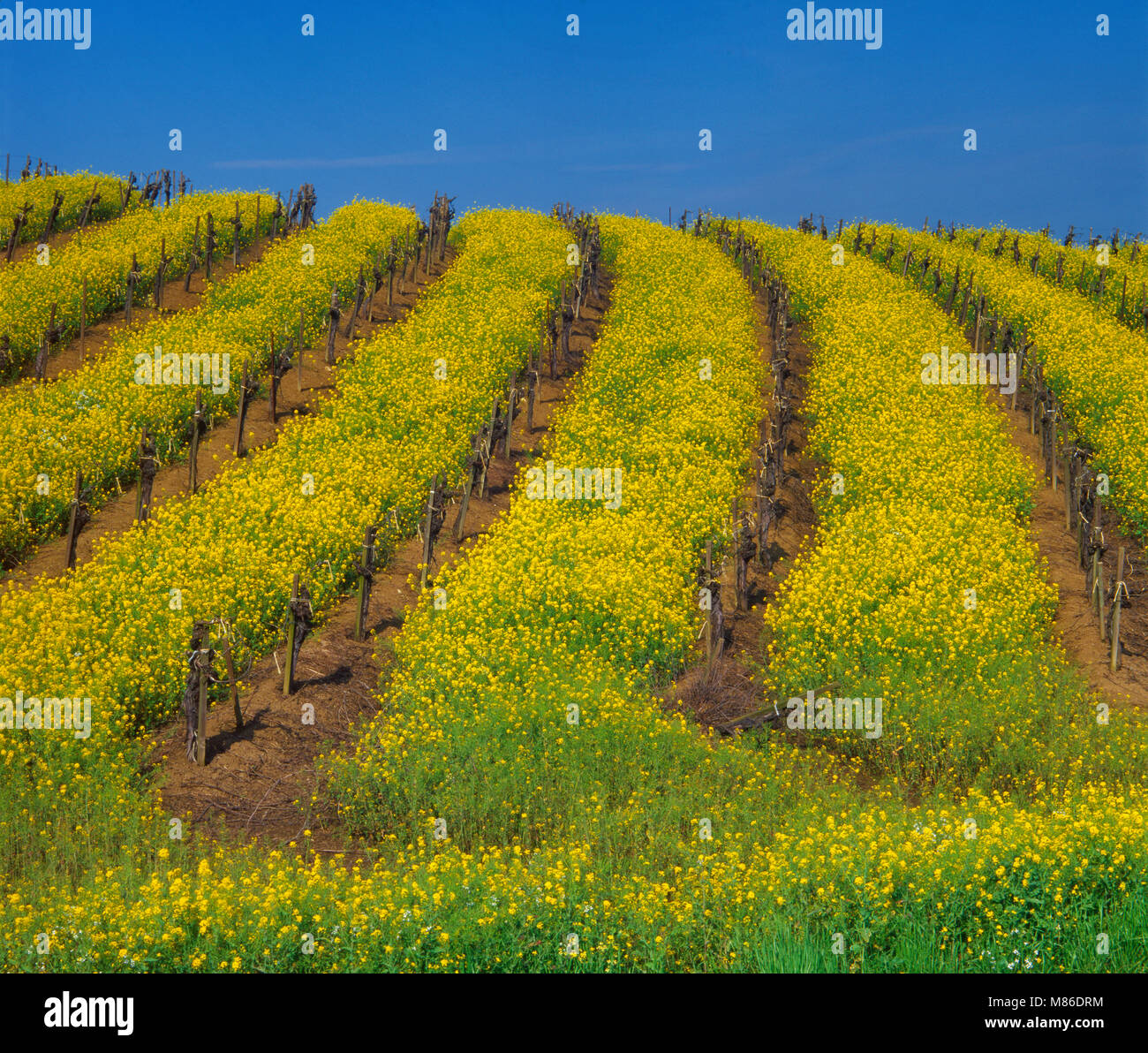 Mustard, Grapevines, Carneros District, Napa Valley, California Stock Photo