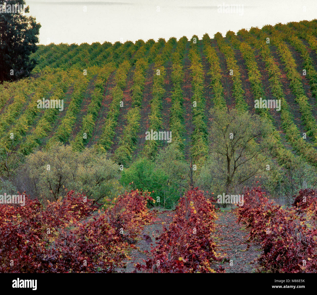 Autumn Grapevines, Carneros Appellation, Napa Valley, California Stock Photo