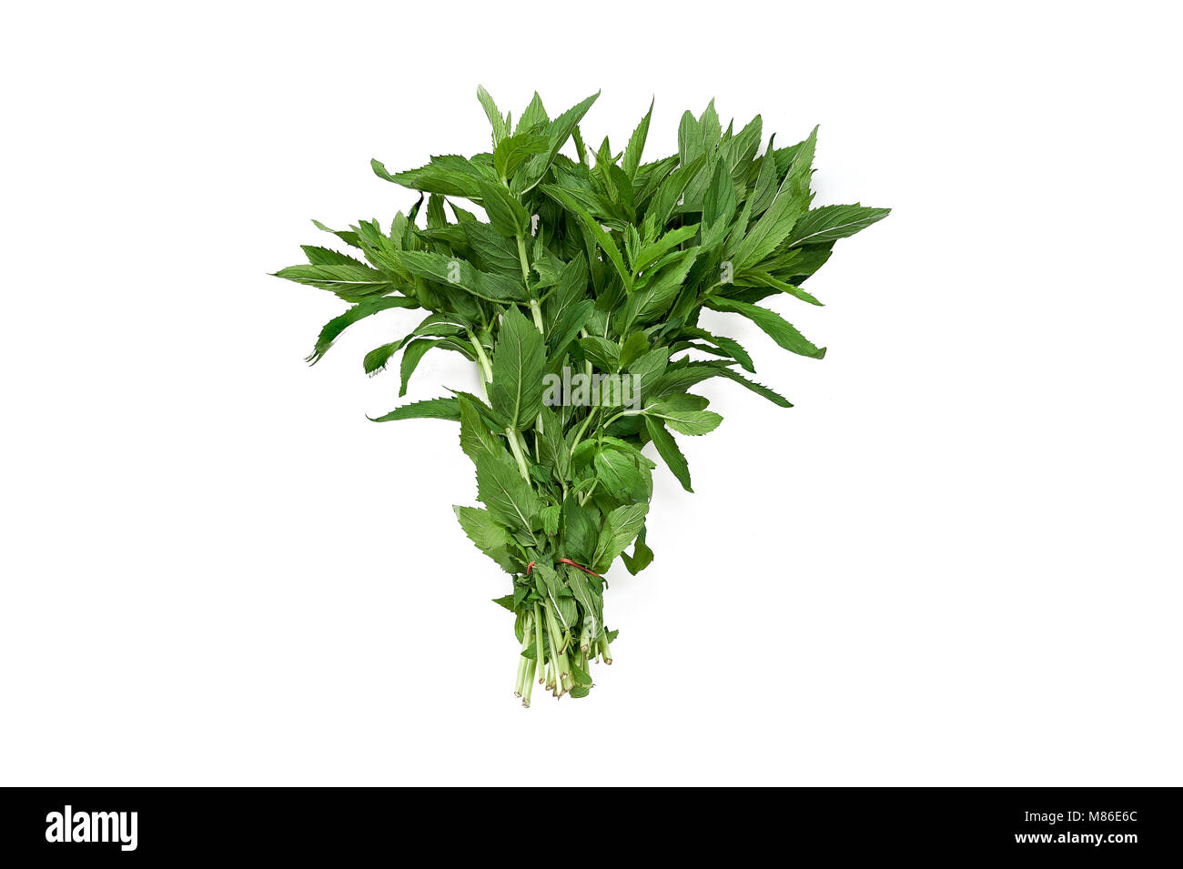 Sweet Vietnamese mint centered and isolated on white background Stock Photo