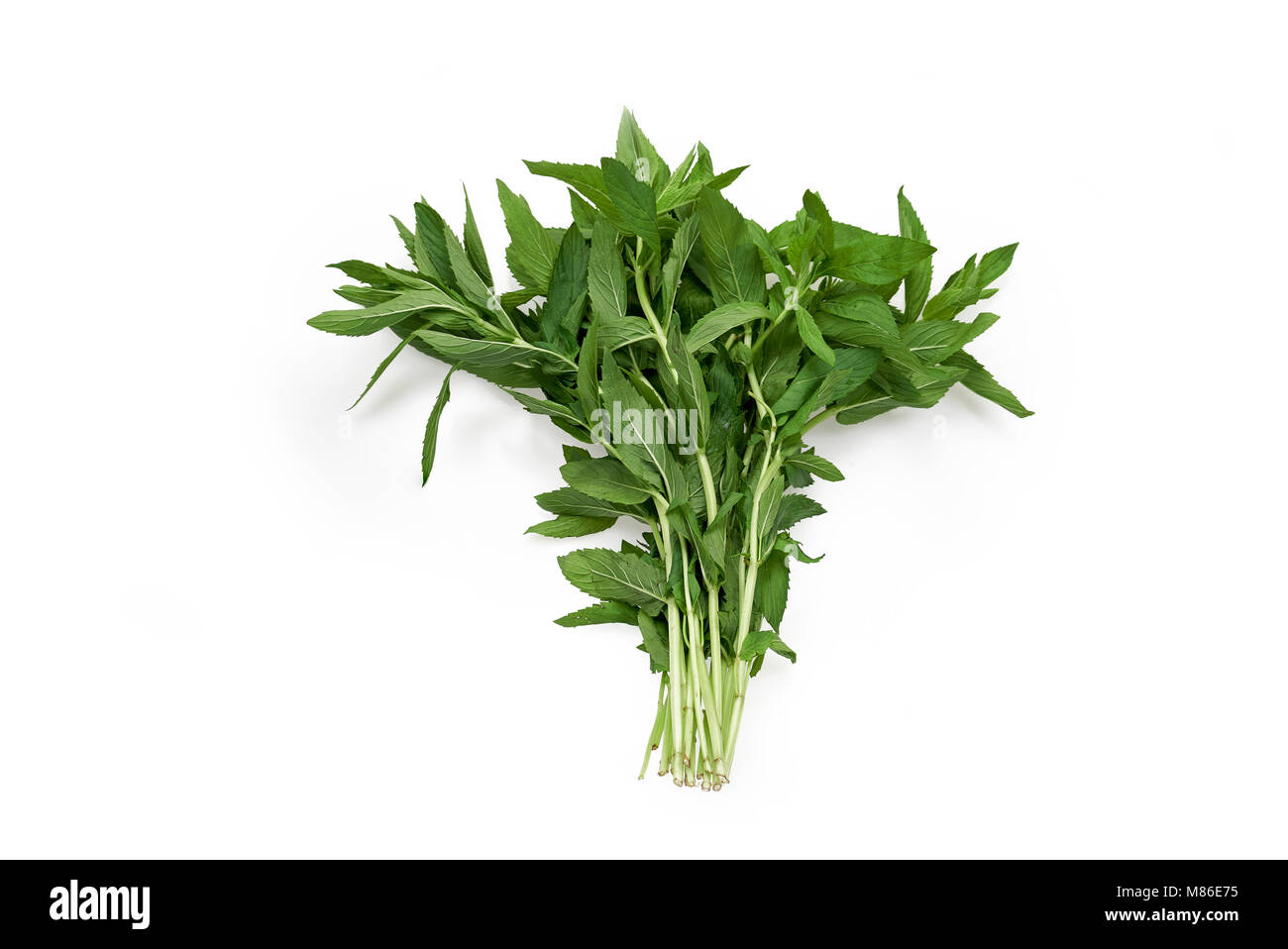 Sweet organic Vietnamese mint centered and isolated on white background Stock Photo
