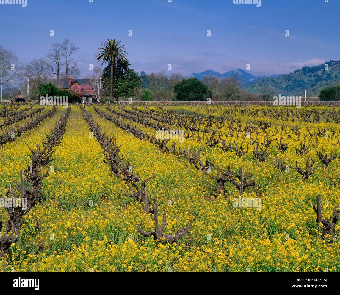Mustard Field, Calistoga, Napa Valley, California Stock Photo Alamy