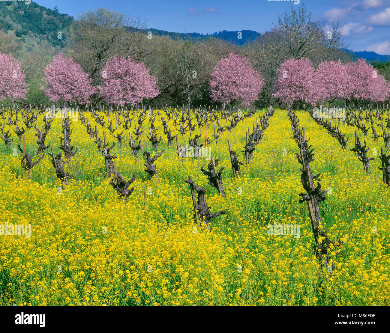 Mustard, Sinapis arvensis, Plum Blossoms, Napa Valley, California Stock Photo