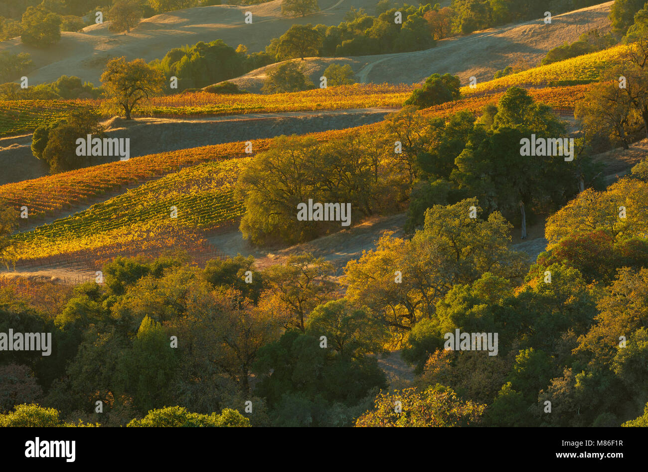 Sunset, Vineyards, Yorkville, Mendocino County, California Stock Photo