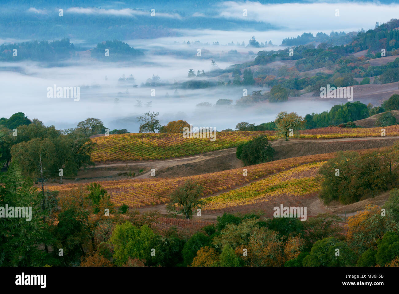 Dawn, Lifting Fog, Marietta Vineyards, Yorkville Highlands, Mendocino County, California Stock Photo
