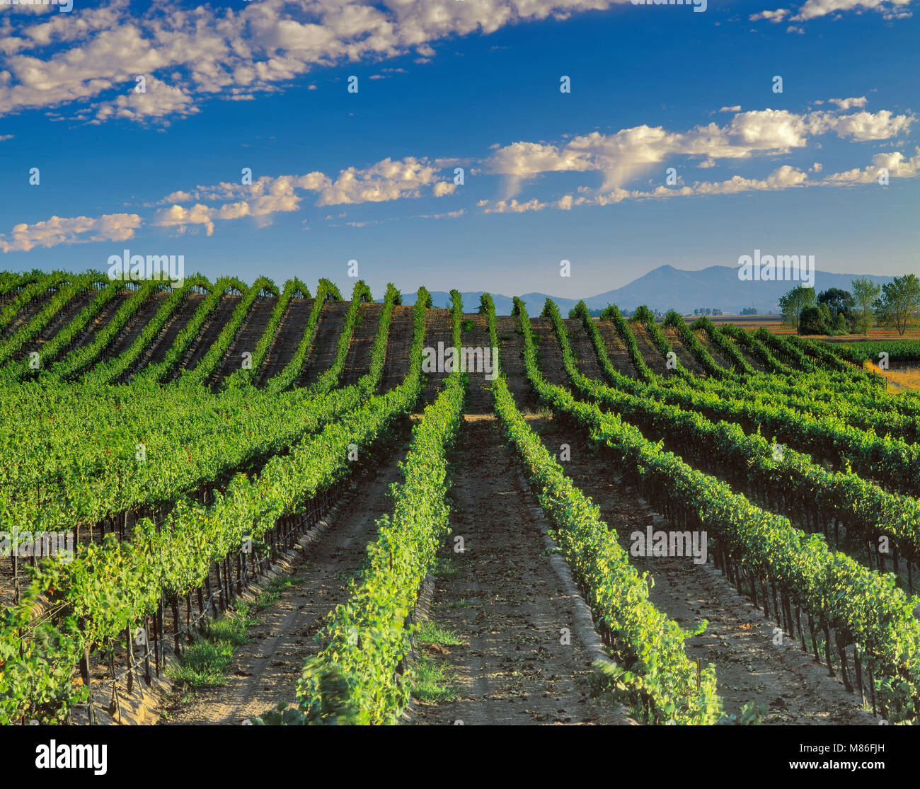 Vineyard, Carneros Appellation, Sonoma County, California Stock Photo