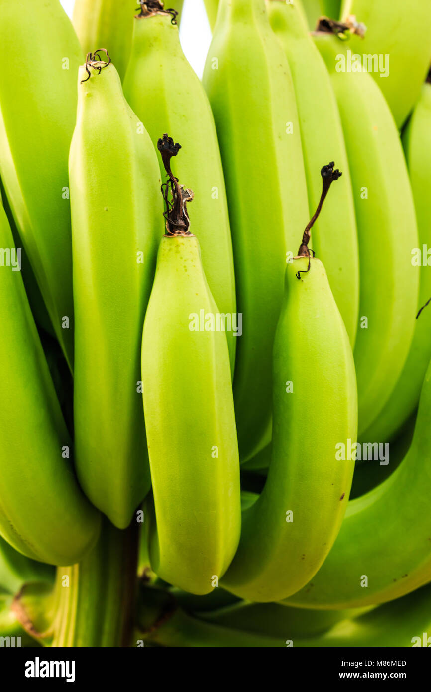 Raw bananas in the jungle Stock Photo Alamy