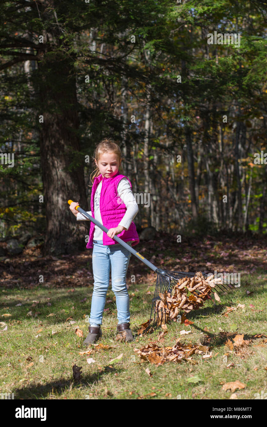 Six year old girl helping rake leaves on a cool autumn day in Maine Stock Photo