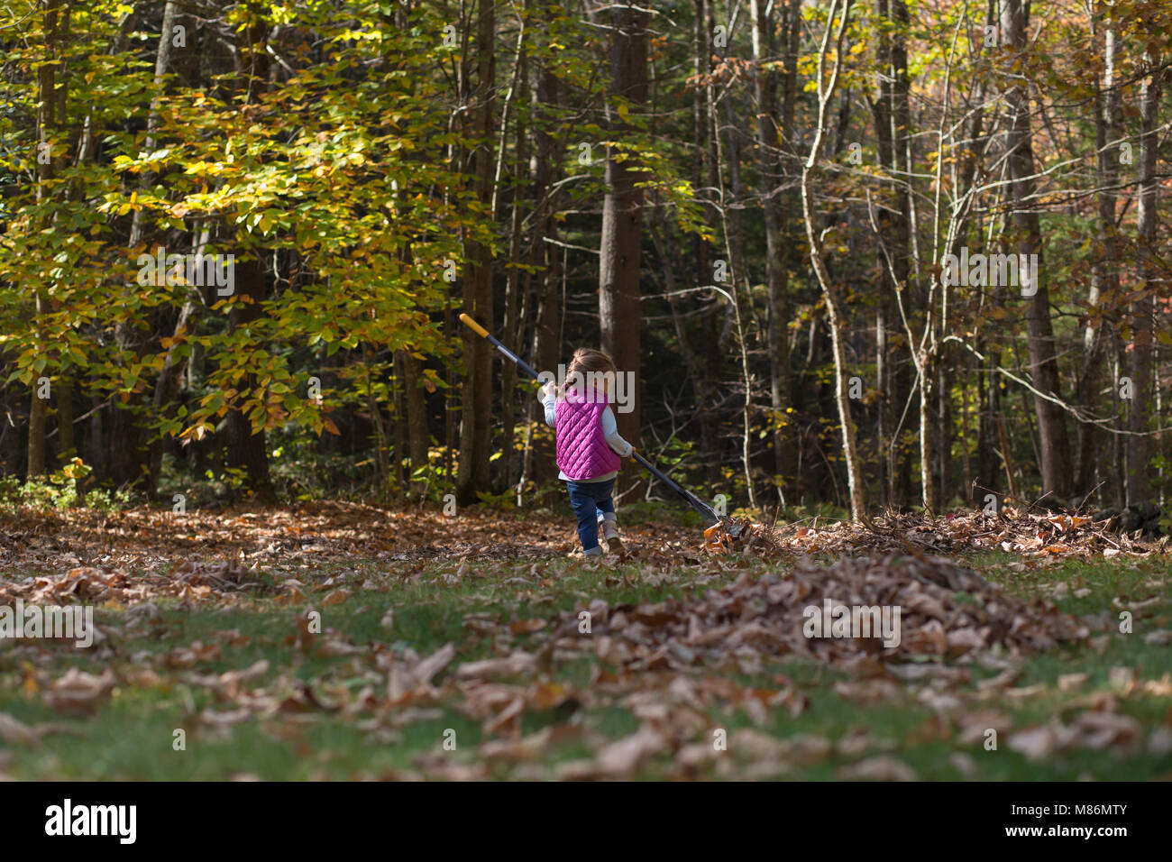 Toddler girl learning to rake leaves on a cool autumn day in Maine Stock Photo