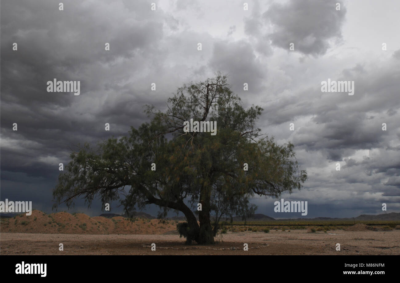 Storm clouds bear down on a lone tree standing along Route 66 in California's Mojave Desert. The tree marks the site of the ghost town of Bagdad. Stock Photo