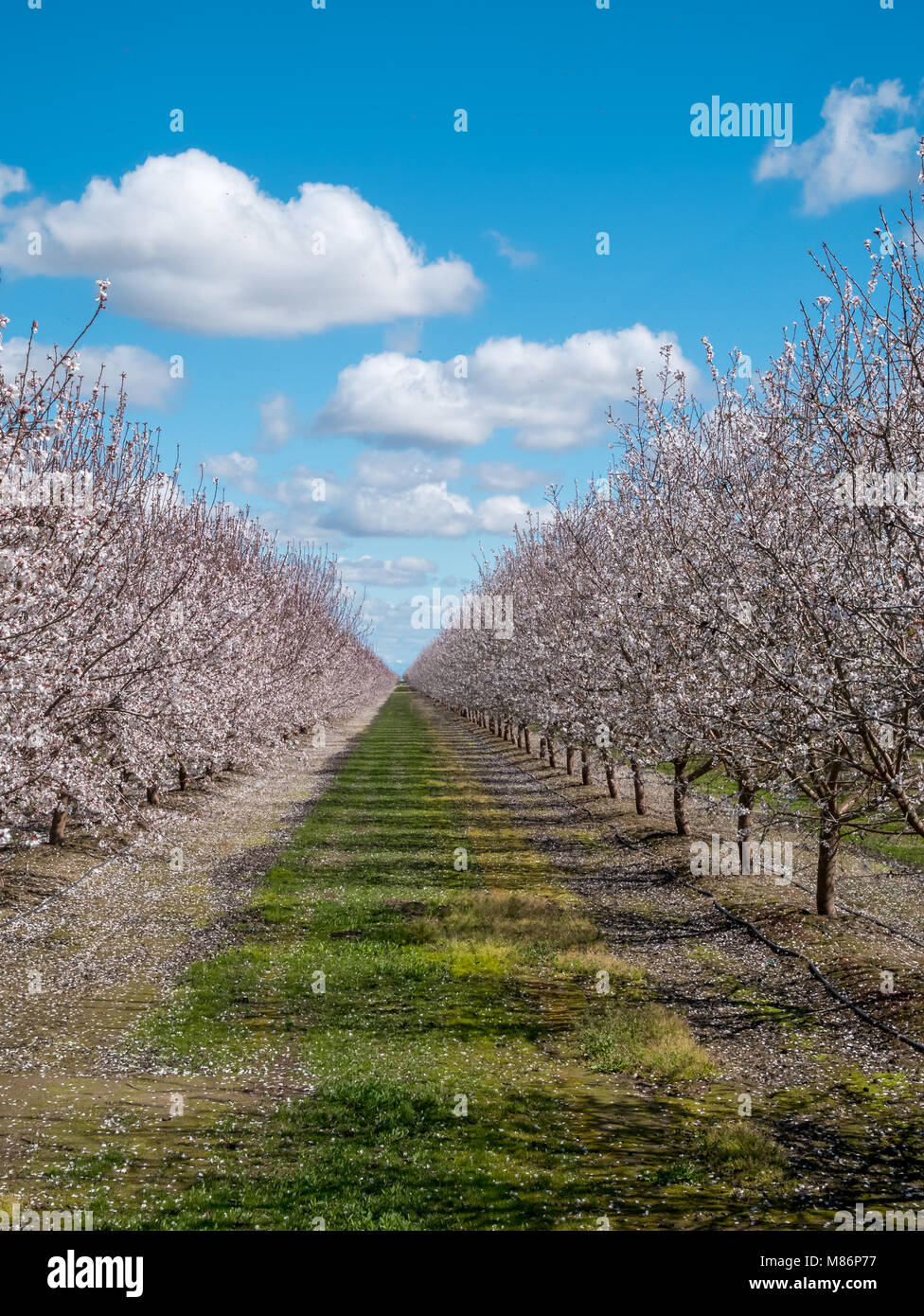 Between Grass Rows Green Grass Walkway in Between Two Rows of Almond Trees with Pink ...