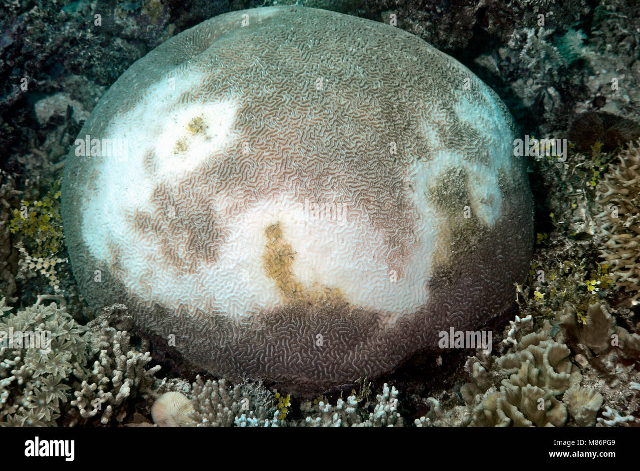 Brain Coral showing severe bleaching. Stock Photo
