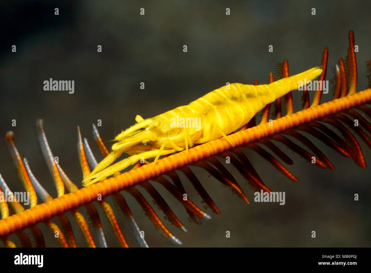 Yellow Crinoid Shrimp, female, Laomenes amboinensis. Previously described as Periclimenes amboinensis. Stock Photo