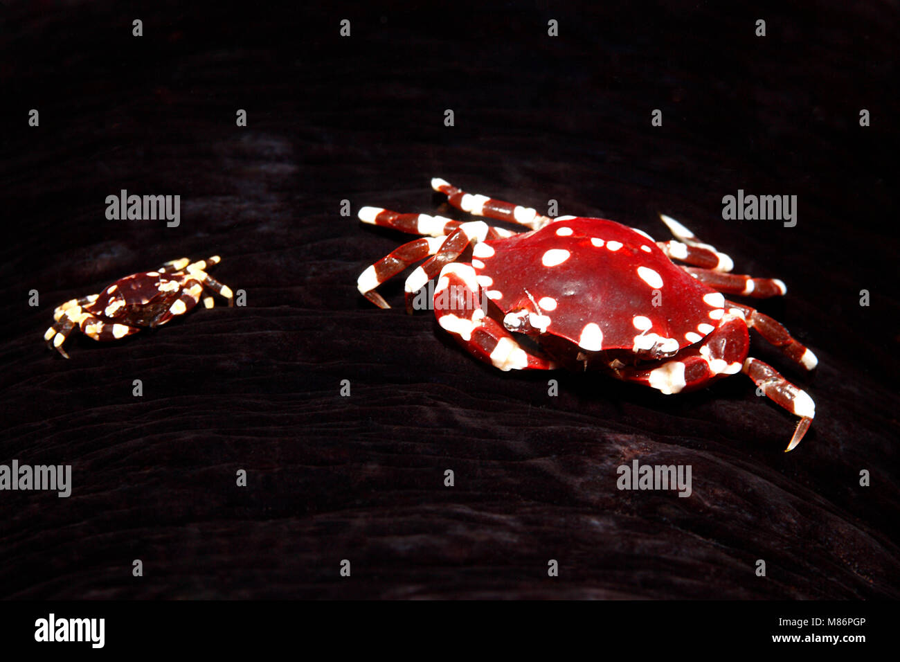 Sea Cucumber Swimming Crabs, Lissocarcinus orbicularis, living on the Black Sea Cucumber, Holothuria atra. Stock Photo