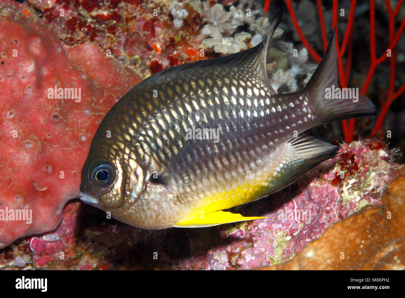White-belly Damsel, Amblyglyphidodon leucogaster. Also known as Yellow Belly Damselfish. Stock Photo