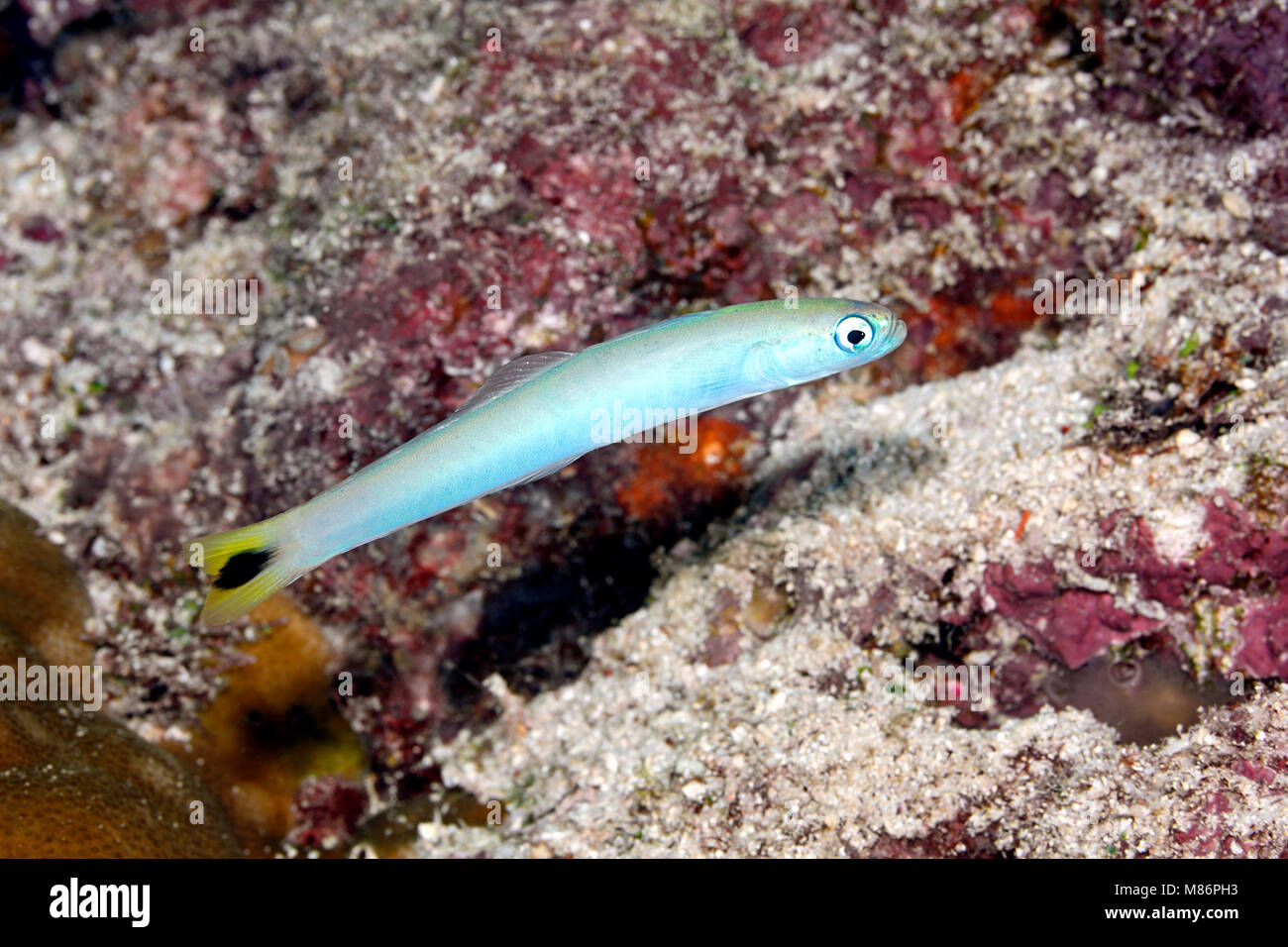 Spot tail dartfish hires stock photography and images Alamy