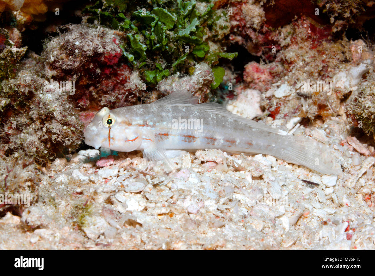 Eyebar Goby, Gnatholepis anjerensis. Also known as a Shoulderspot Goby. Stock Photo