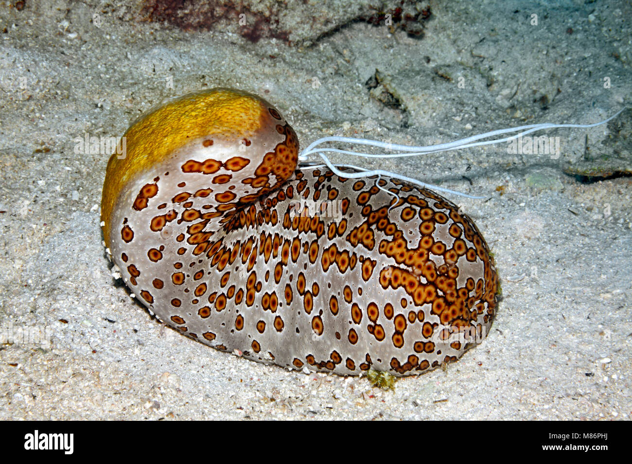 Leopard Sea Cucumber, Bohadschia argus, extruding sticky white Cuvierian tubules from anus. Stock Photo