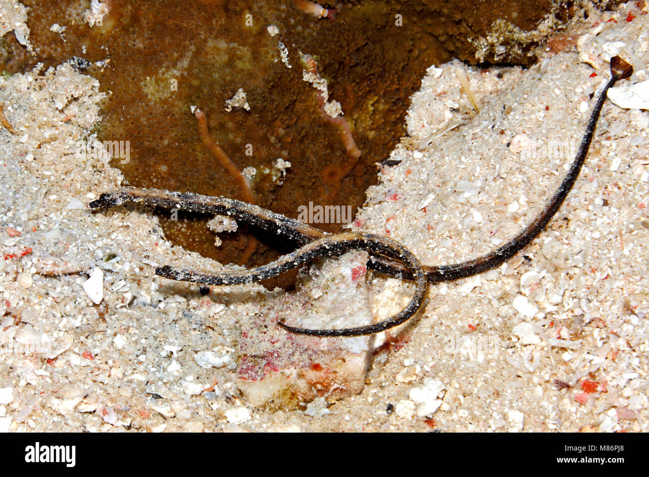 Two Pipefish, Halicampus sp. These pipefish appear to be an undescribed species. Stock Photo