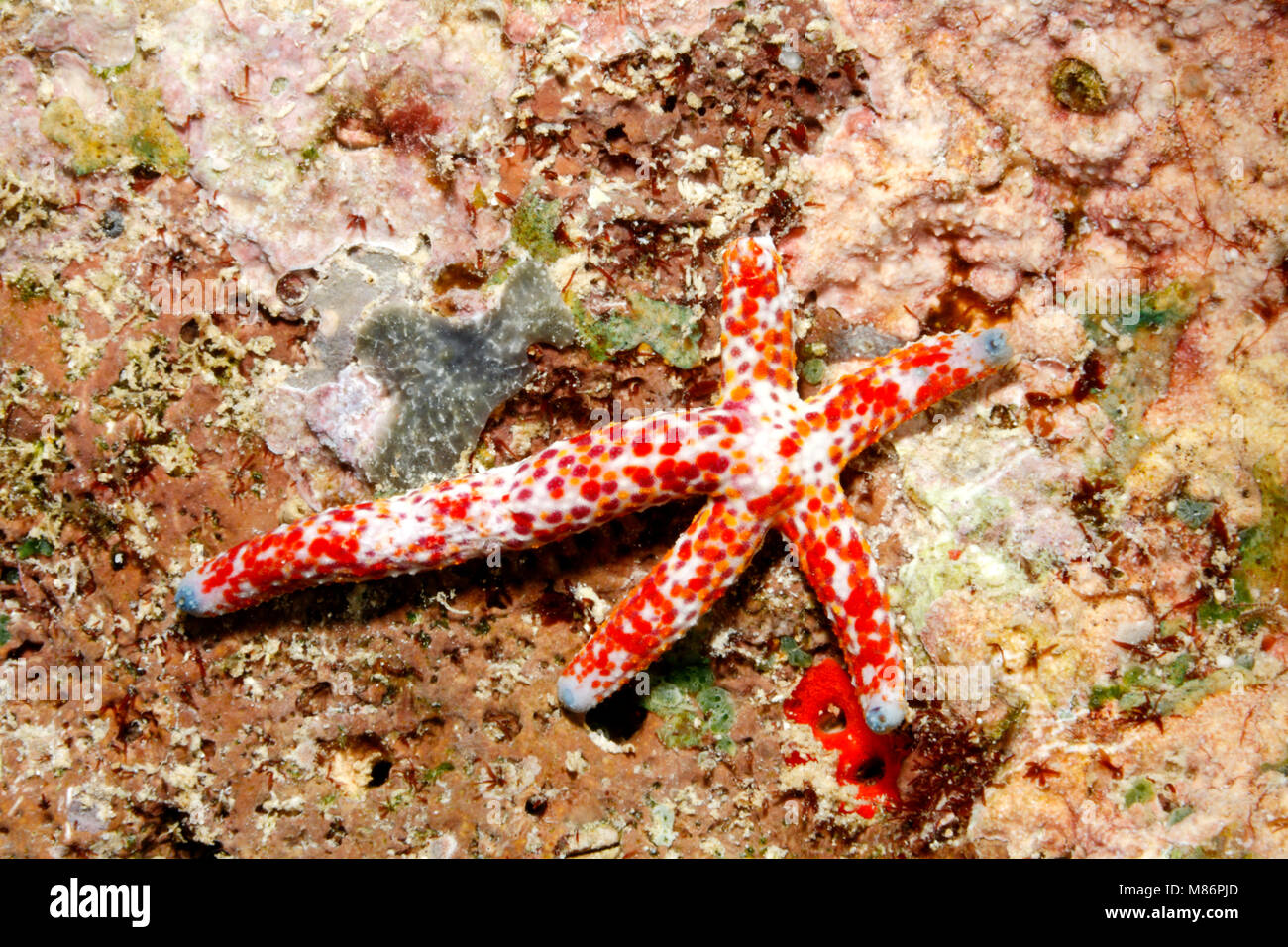 Comet Sea Star, Linckia multifora, showing a four arm regeneration growing from the stump of a 'parent' arm. Please see below for more information. Stock Photo