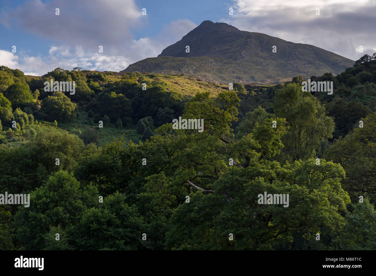 Moel Siabod and trees, Snowdonia National Park, North Wales Stock Photo