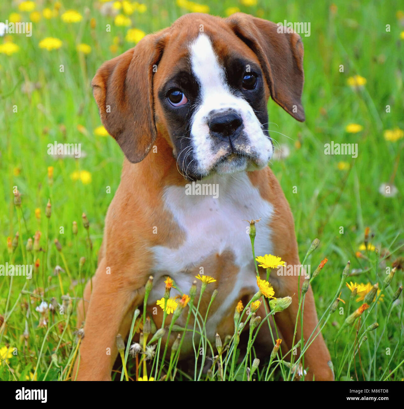 Sitting boxer puppy Stock Photo -