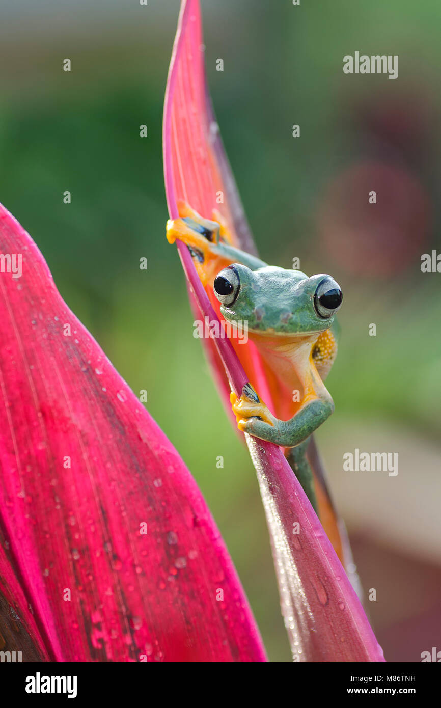 Green tree frog on a leaf, West Java, Indonesia Stock Photo - Alamy