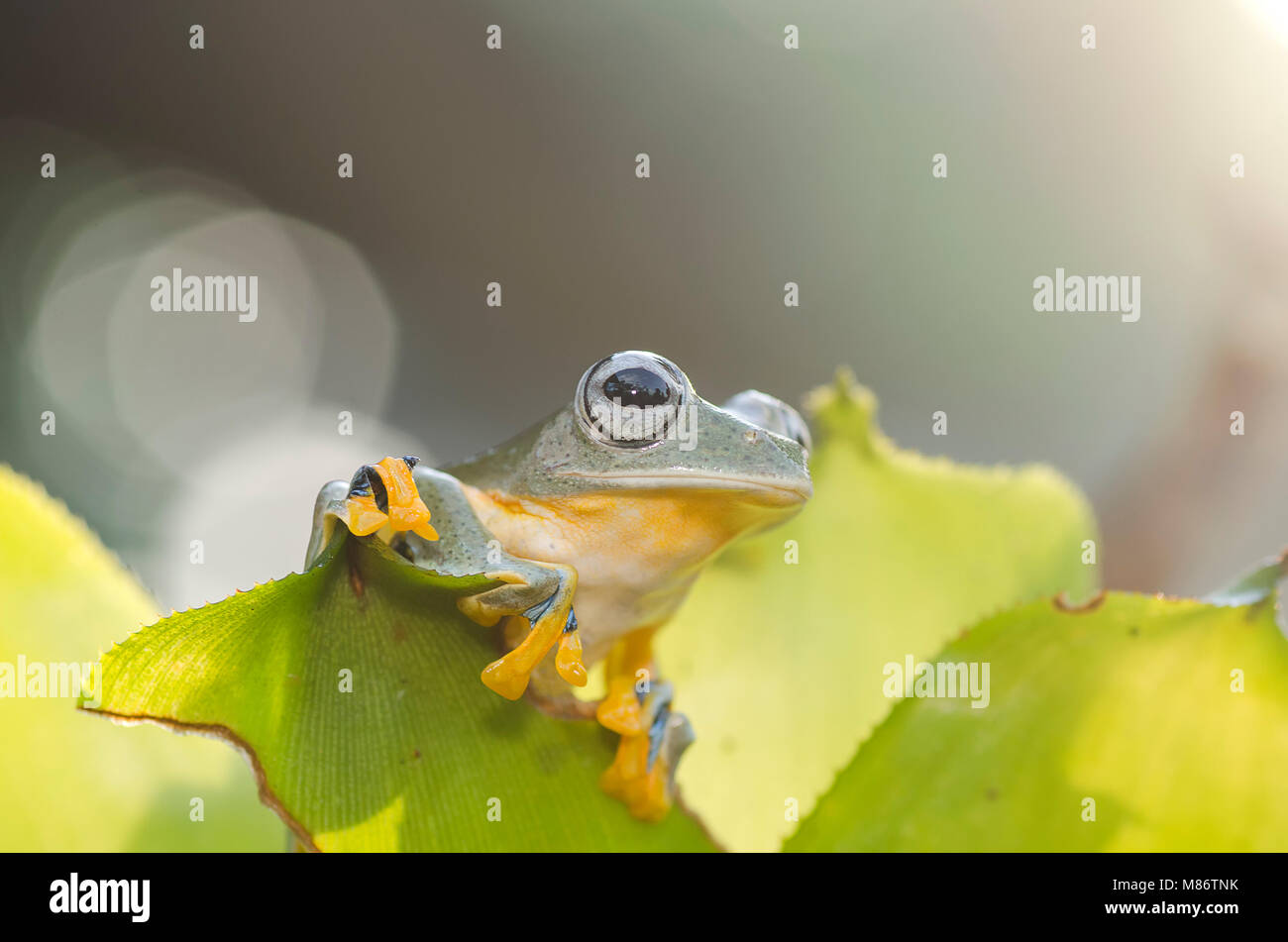 Green tree frog on a plant, West Java, Indonesia Stock Photo - Alamy
