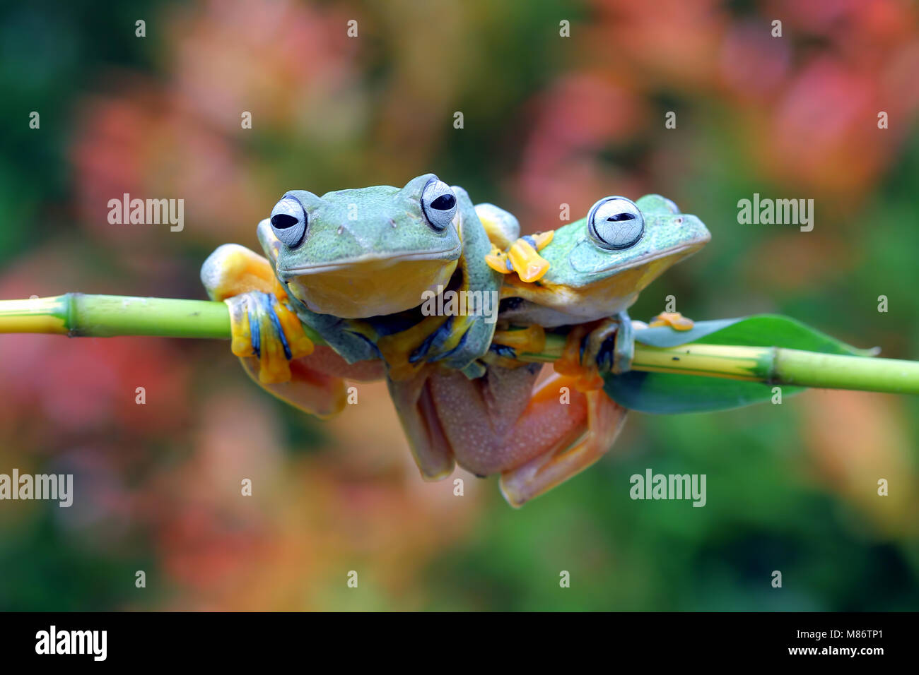 Two Javan tree frogs on a branch, Indonesia Stock Photo Alamy