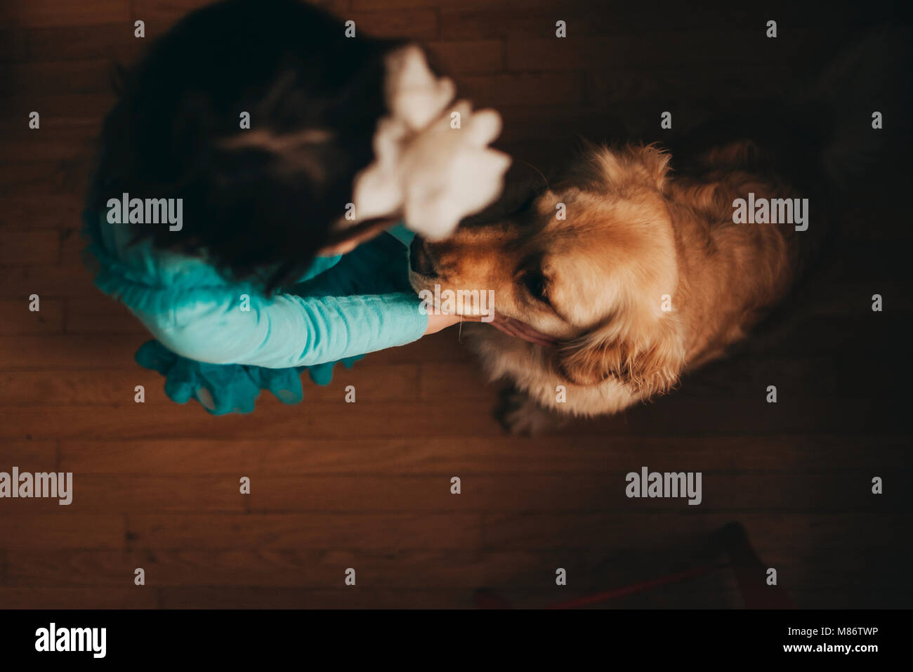 Overhead view of a girl playing with her golden retriever dog Stock ...