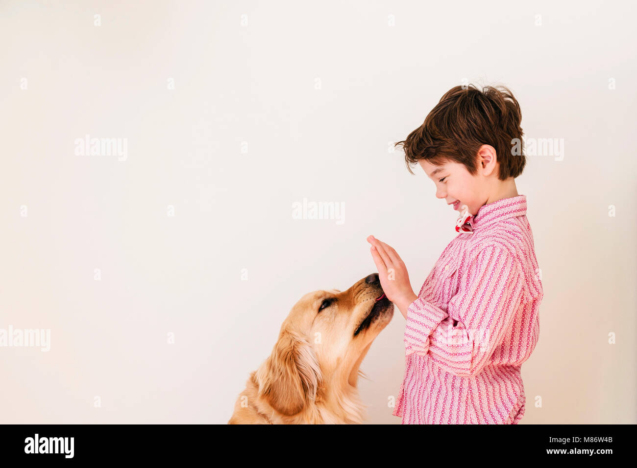 Golden retriever dog licking a boy's hand Stock Photo