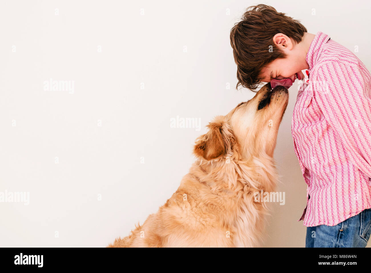 Golden retriever dog licking a boy's face Stock Photo
