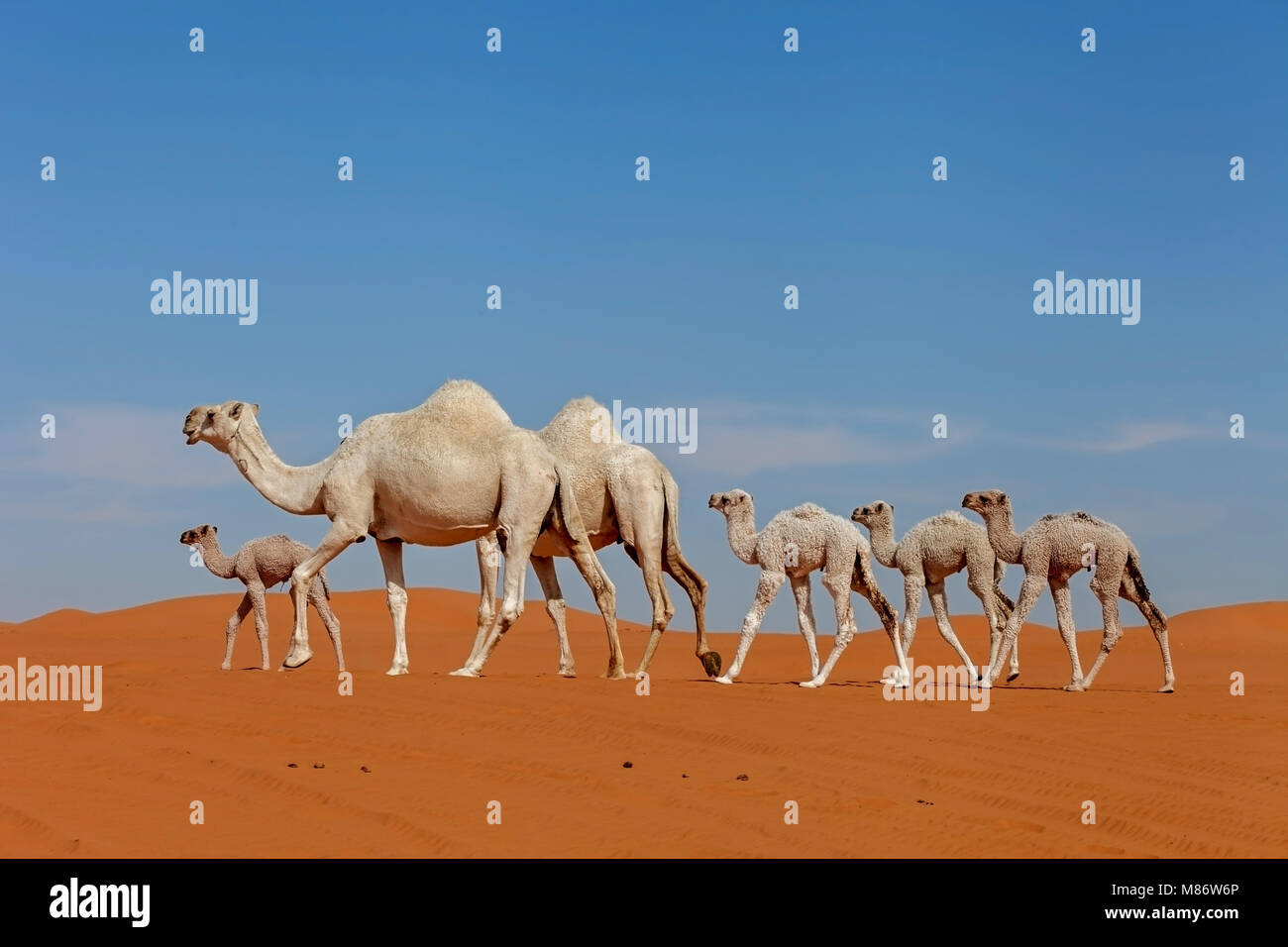 Camel calves walking in desert, Riyadh, Saudi Arabia Stock Photo