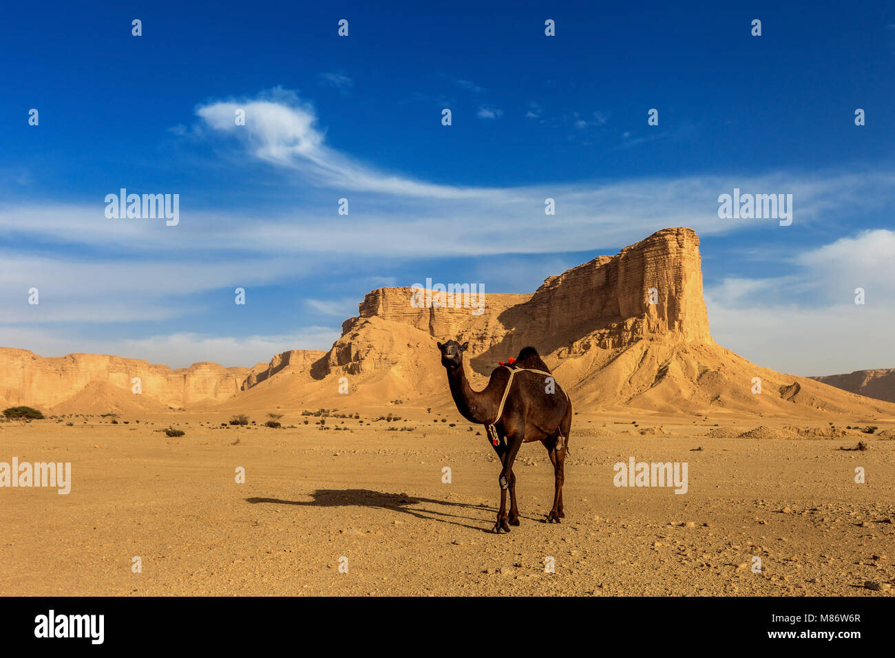 Camel in the desert, Riyadh, Saudi Arabia Stock Photo