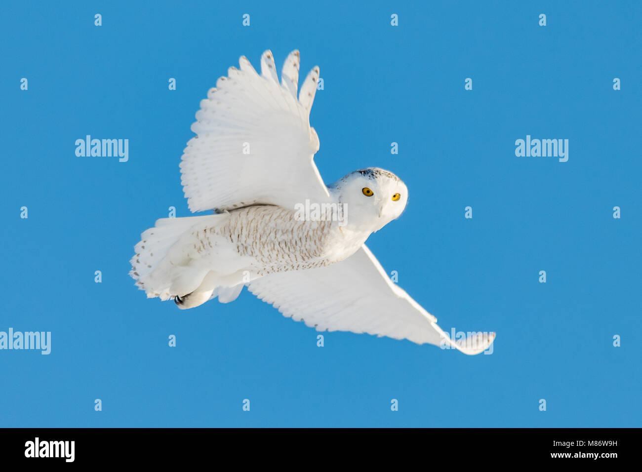 Snowy owl flying mid air, Quebec, Canada Stock Photo - Alamy