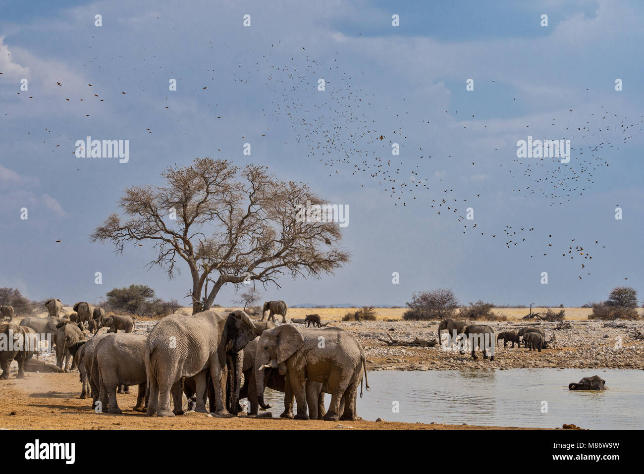 Birds flying over a herd of elephants, Etosha National Park, Namibia Stock Photo
