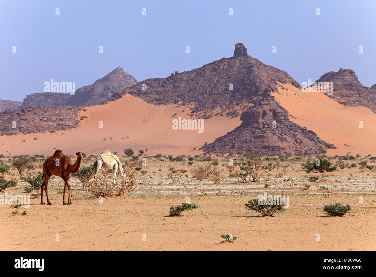 Camels in the desert, Riyadh, Saudi Arabia Stock Photo