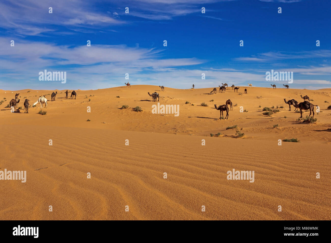 Camels in the desert, Riyadh, Saudi Arabia Stock Photo