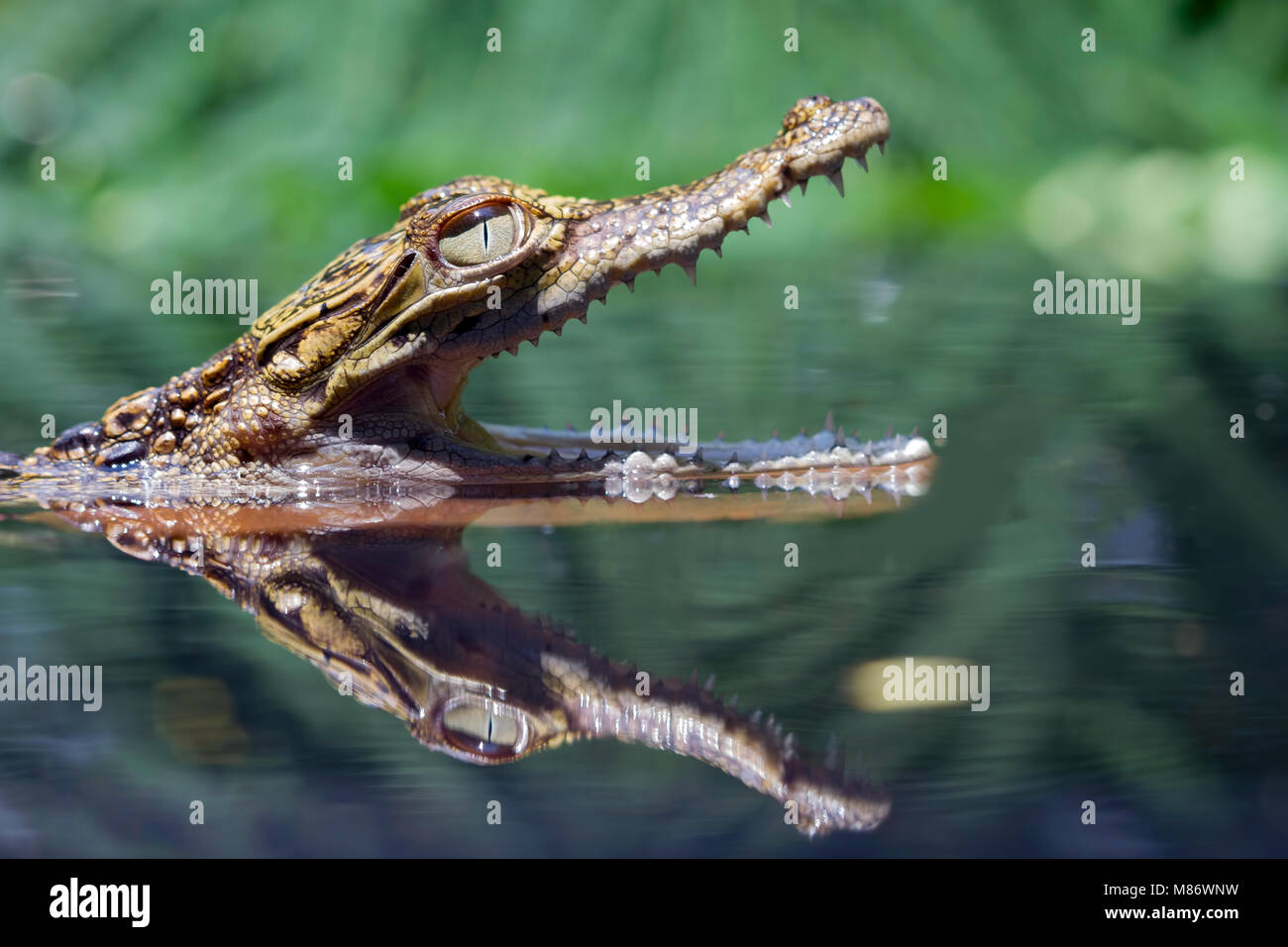 Crocodile head peeking out of a river Stock Photo