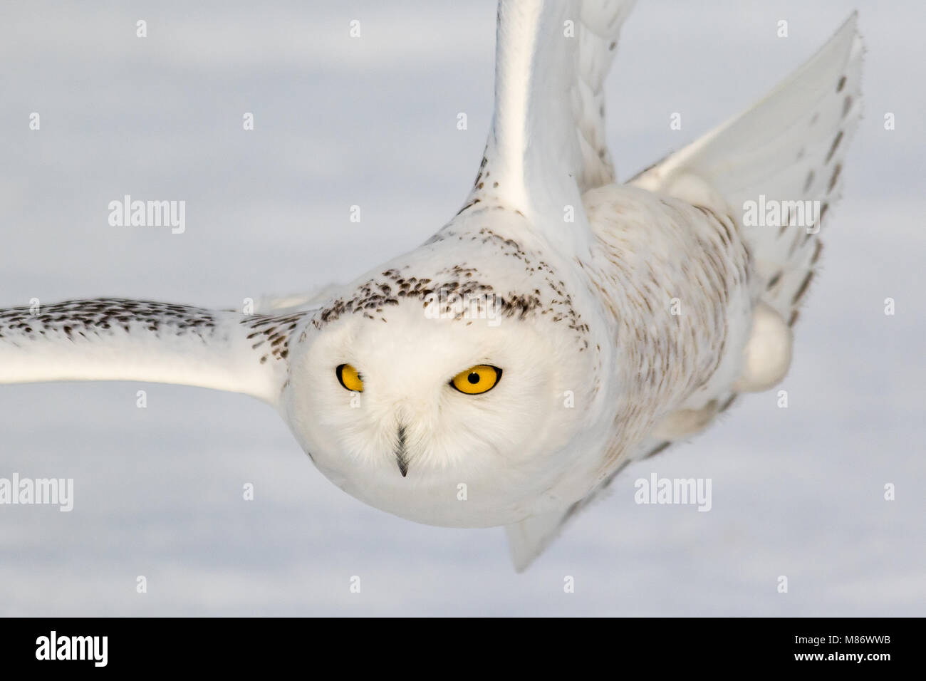 Snowy owl in mid flight, Quebec, Canada Stock Photo - Alamy