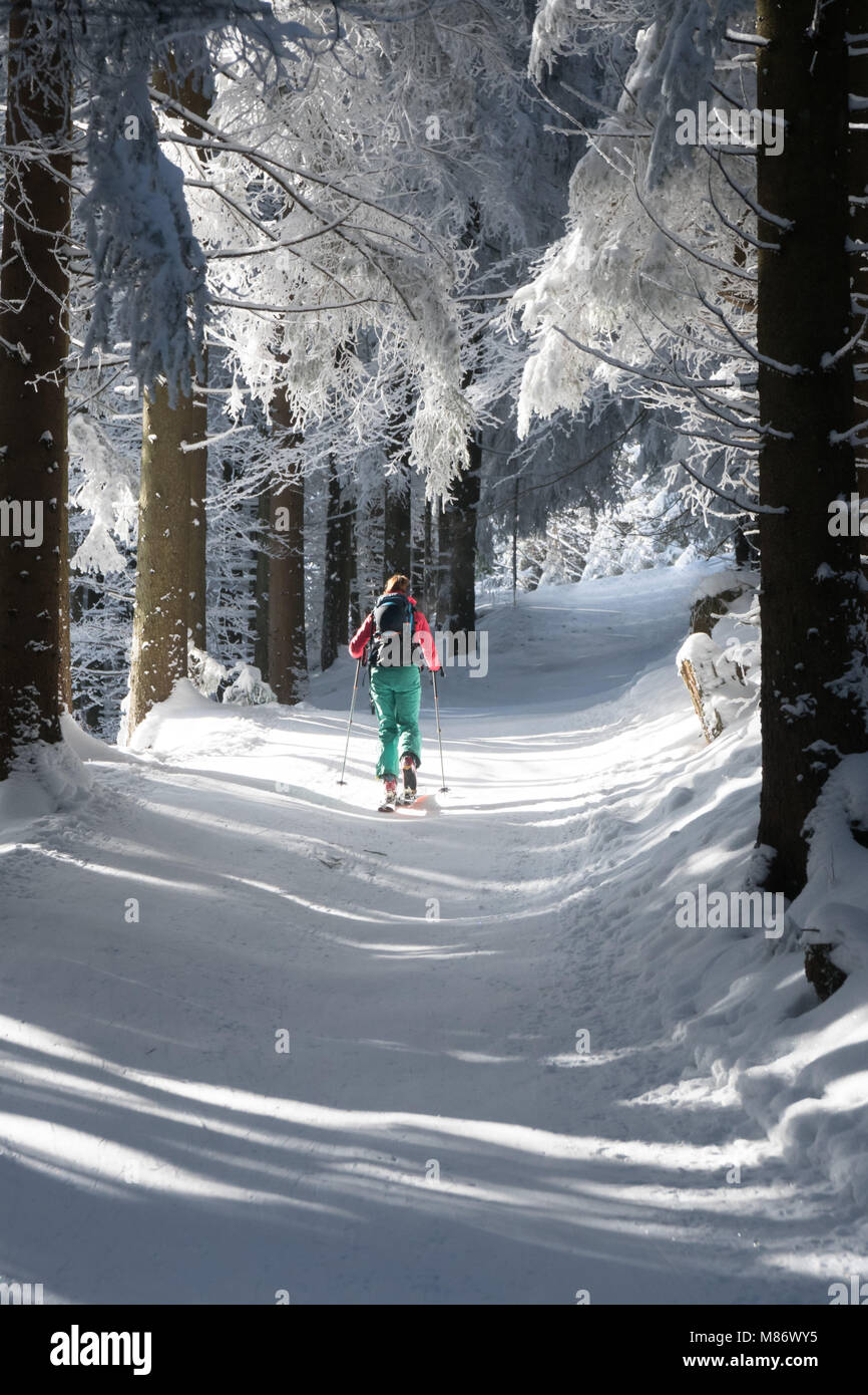Woman ski touring through the forest,Hallein,Salzburg,Austria Stock Photo