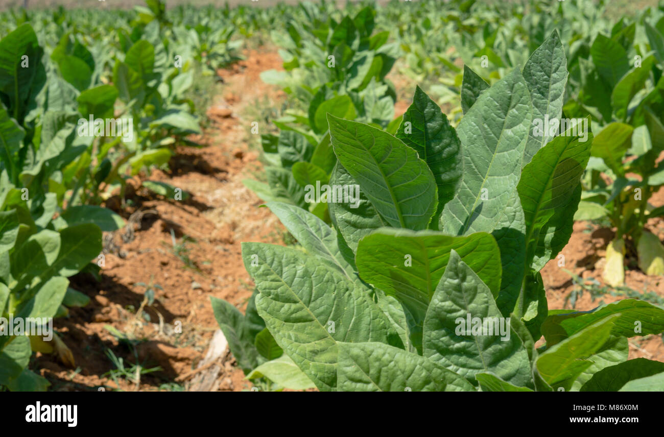 Tobacco plants growing on tobacco farm, Cuba Stock Photo Alamy