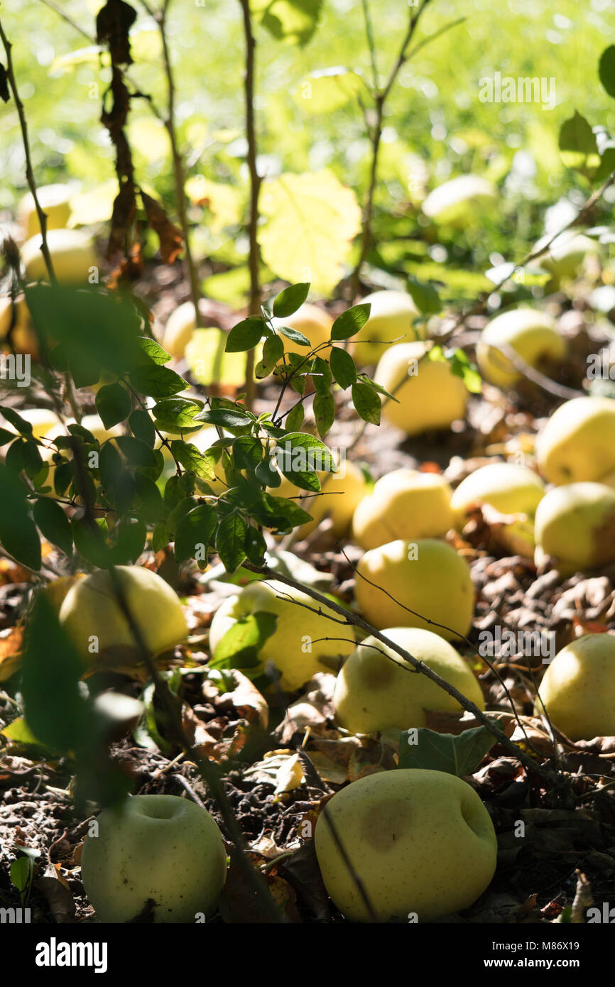 Ripe Golden delicious apples on the ground Stock Photo