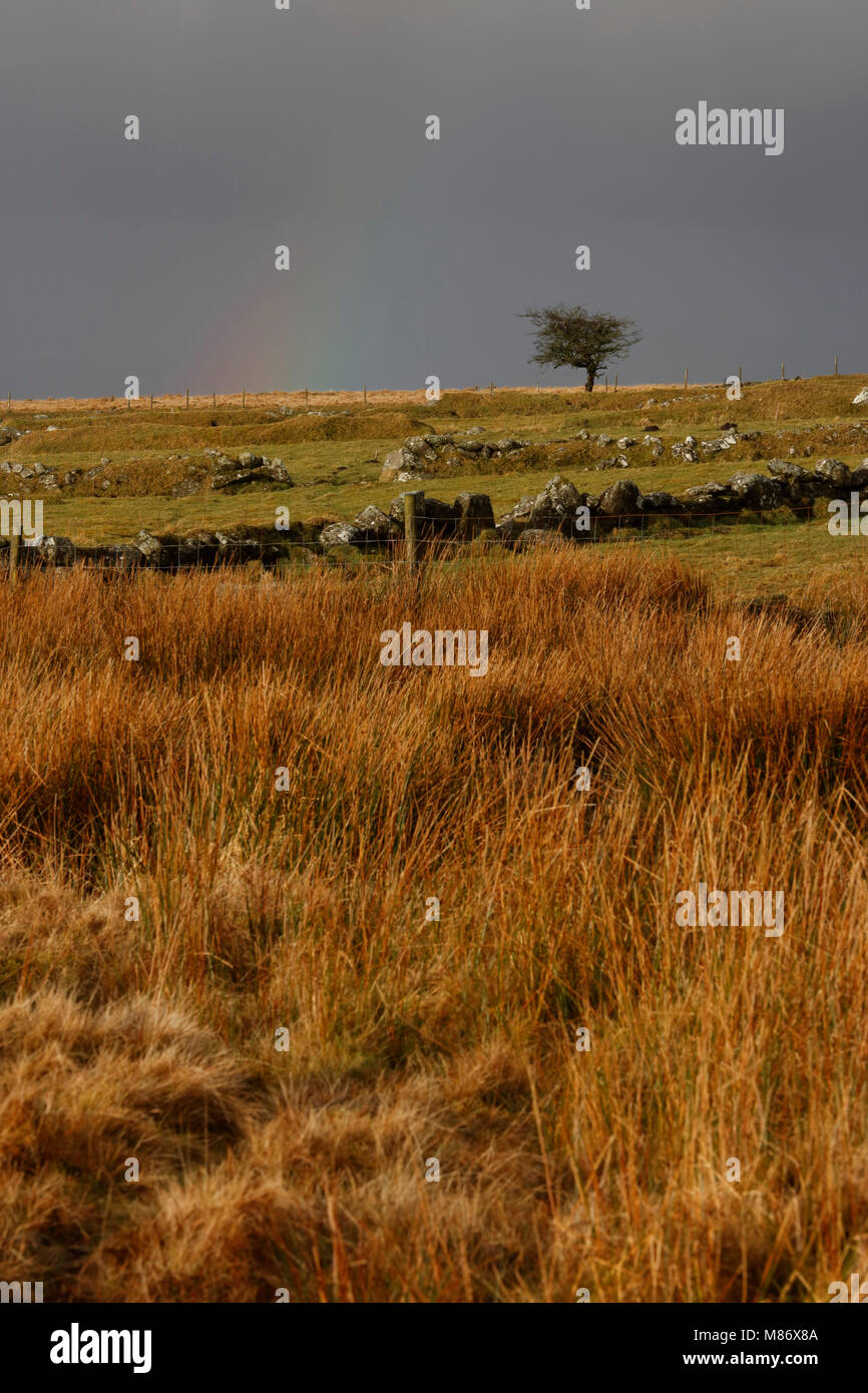 Rainbow over Dartmoor at Rundlestone, Devon, England, UK Stock Photo