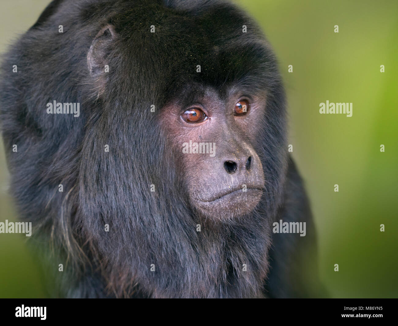 Male Black howler Alouatta caraya also known as black-and-gold howler Stock Photo