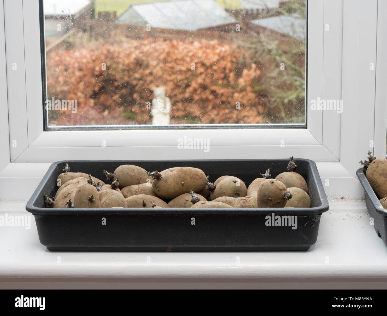 Chitting seed potatoes, variety Charlotte, on a domestic windowsill, England, UK Stock Photo