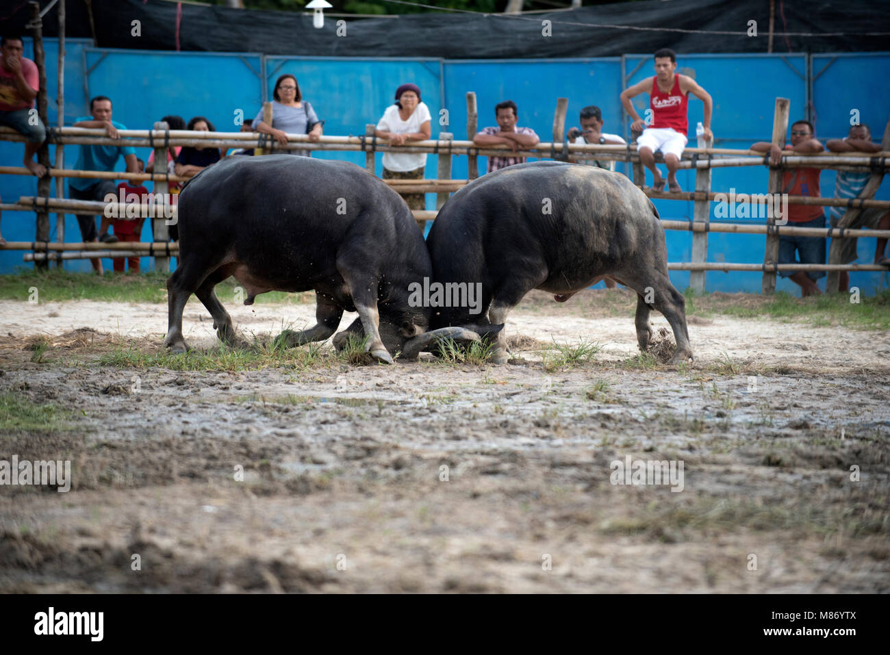 Water buffalo fighting hi-res stock photography and images - Alamy