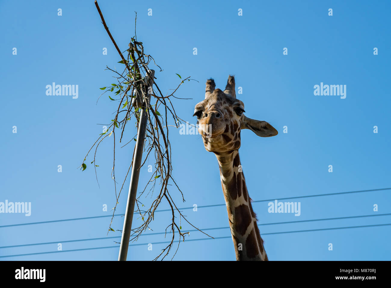 Giraffe eating leaves usa hi-res stock photography and images - Alamy