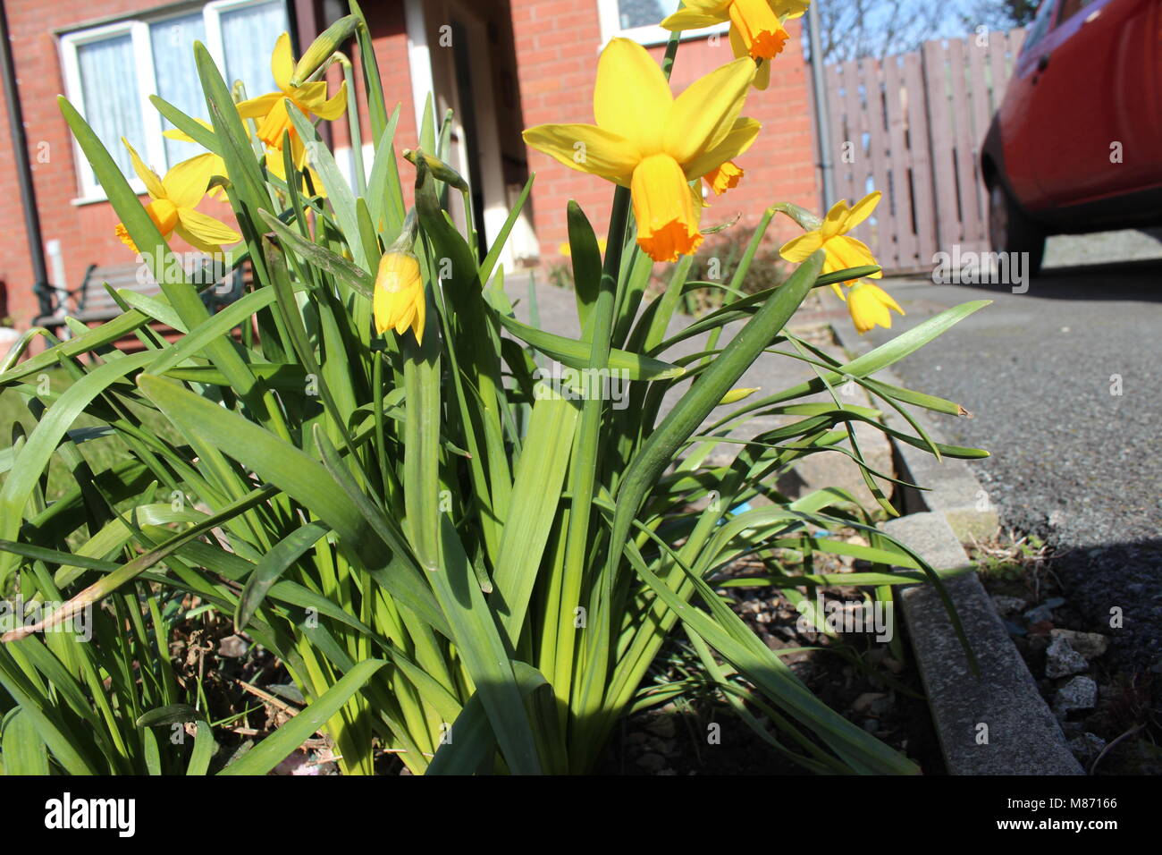 Daffodils, Wales Stock Photo Alamy