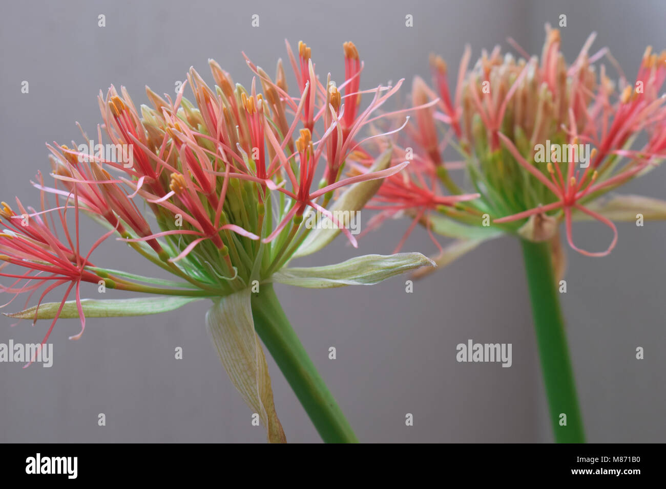 Newflower hires stock photography and images Alamy